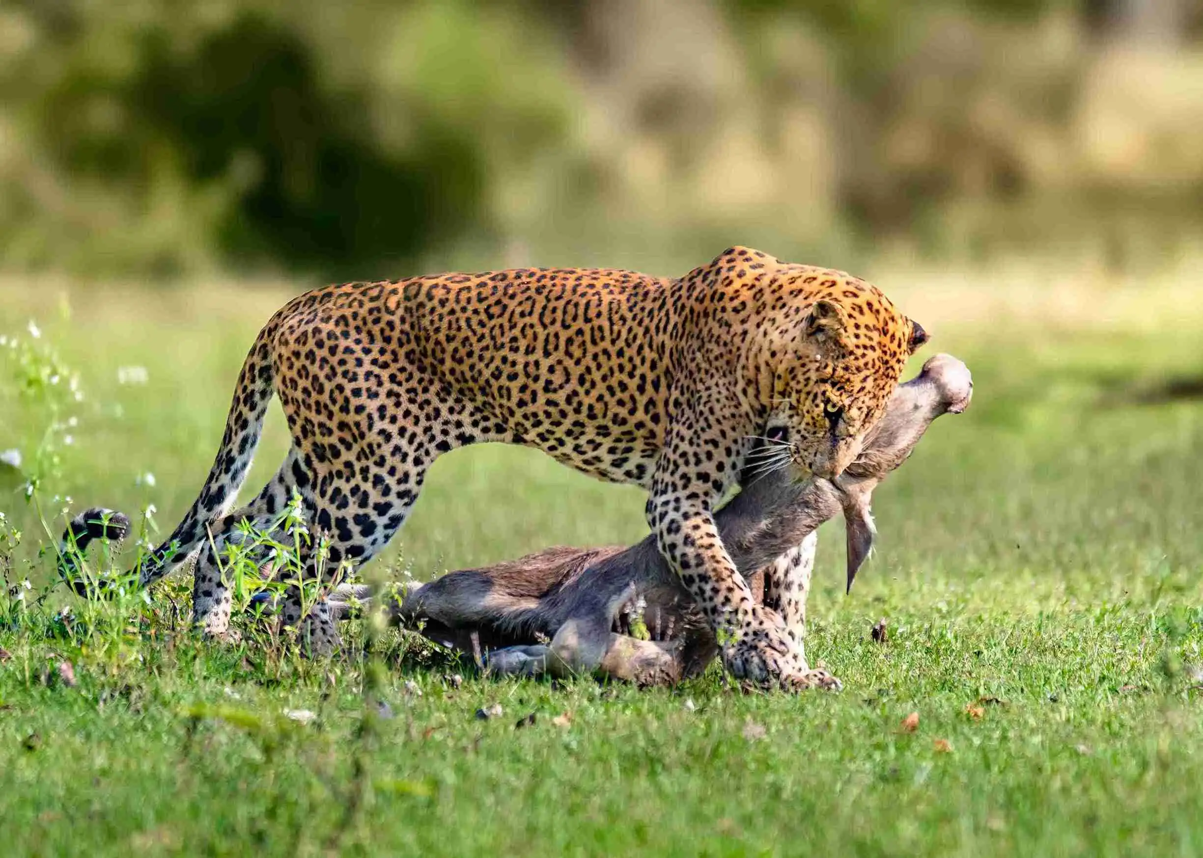 Leopard2