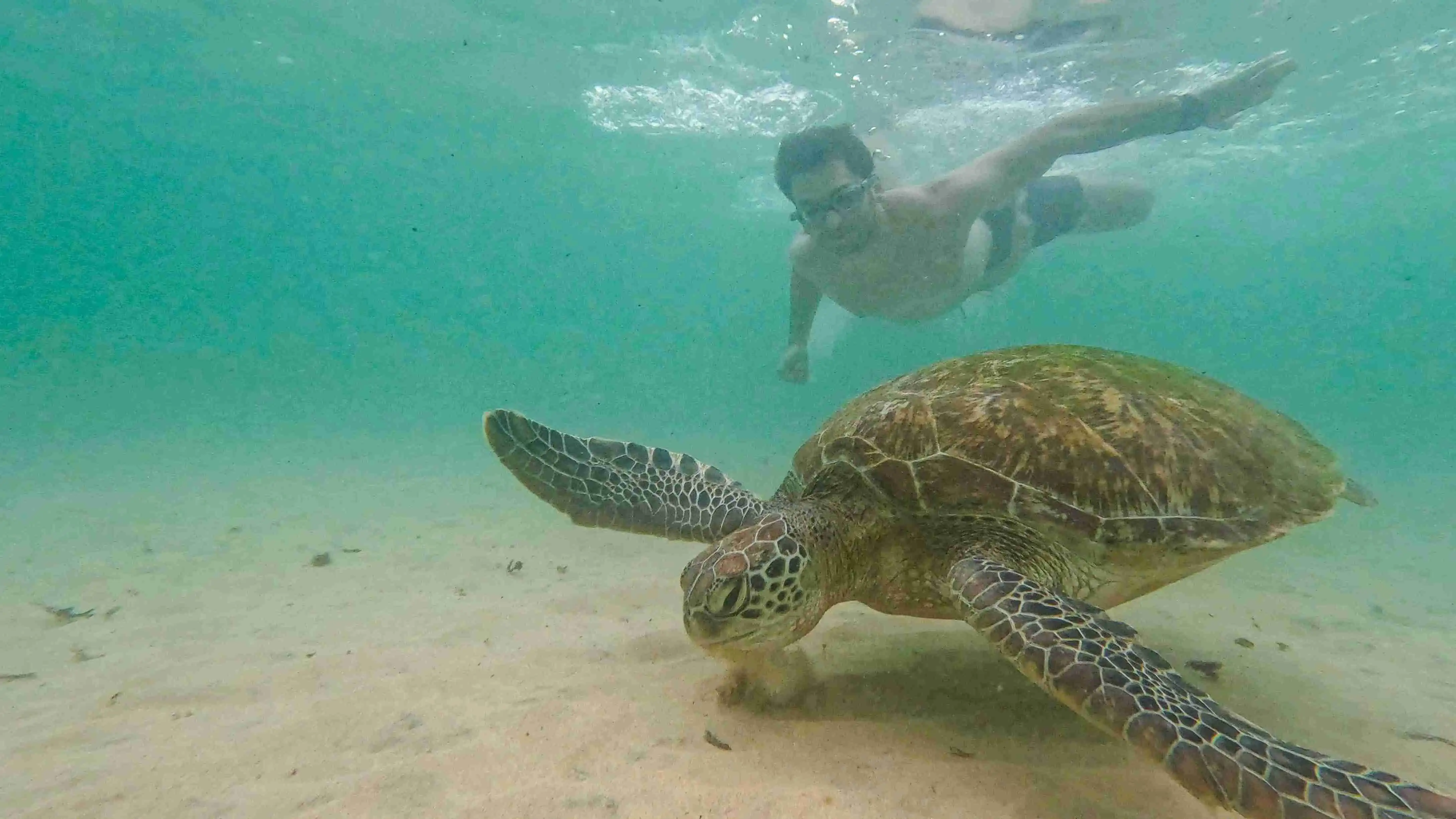 Turtle
