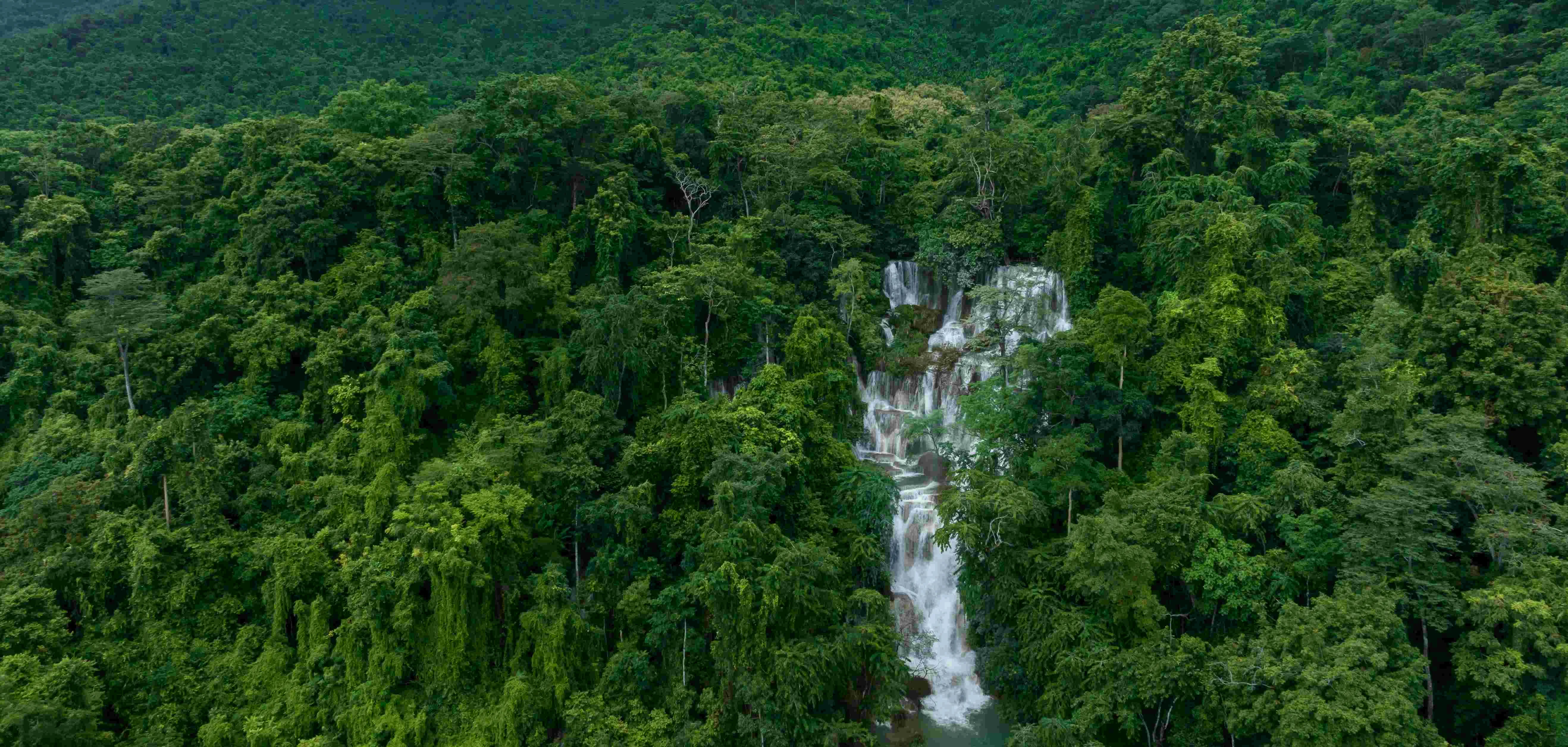 Rainforest canopy