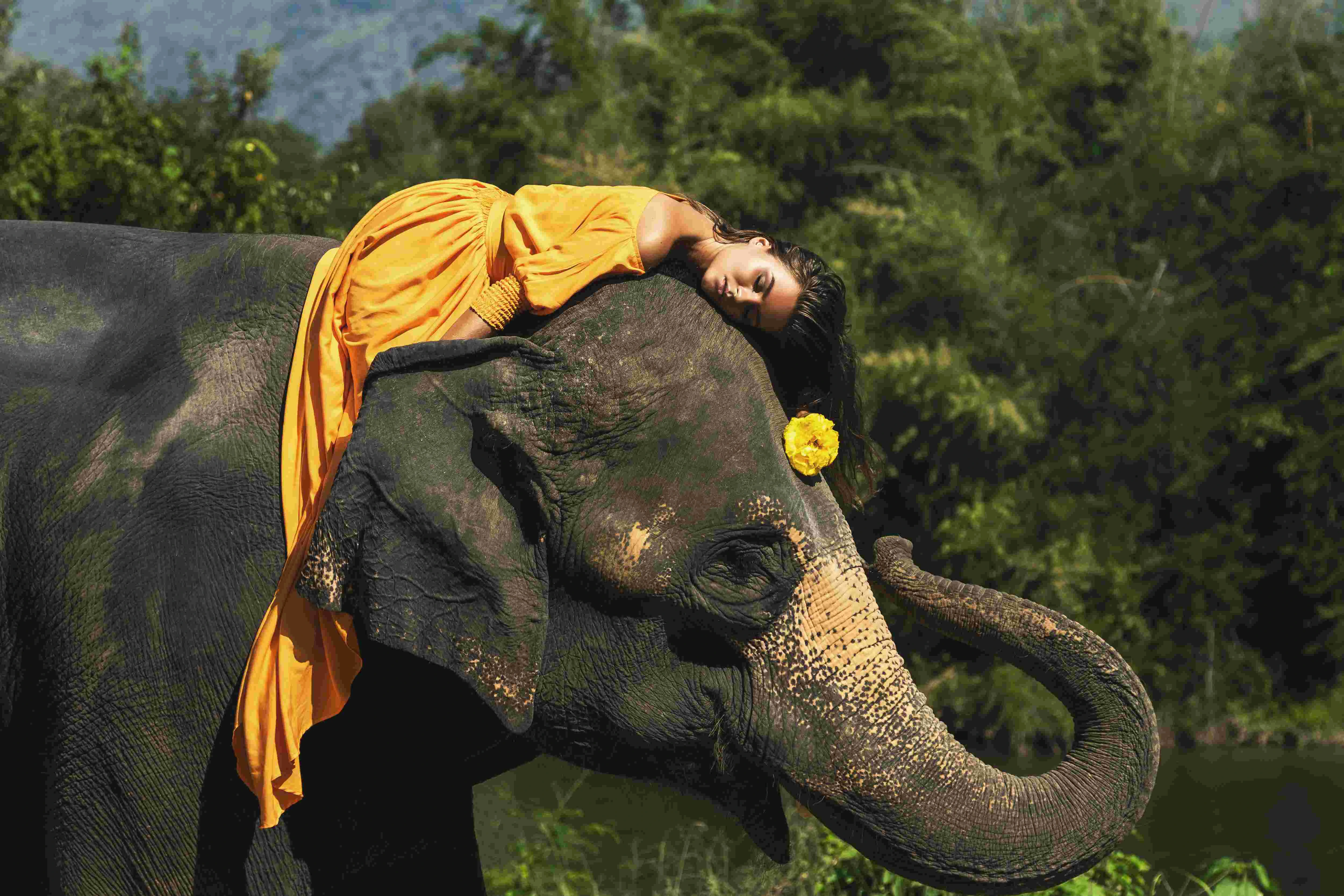 Sri Lankan elephants