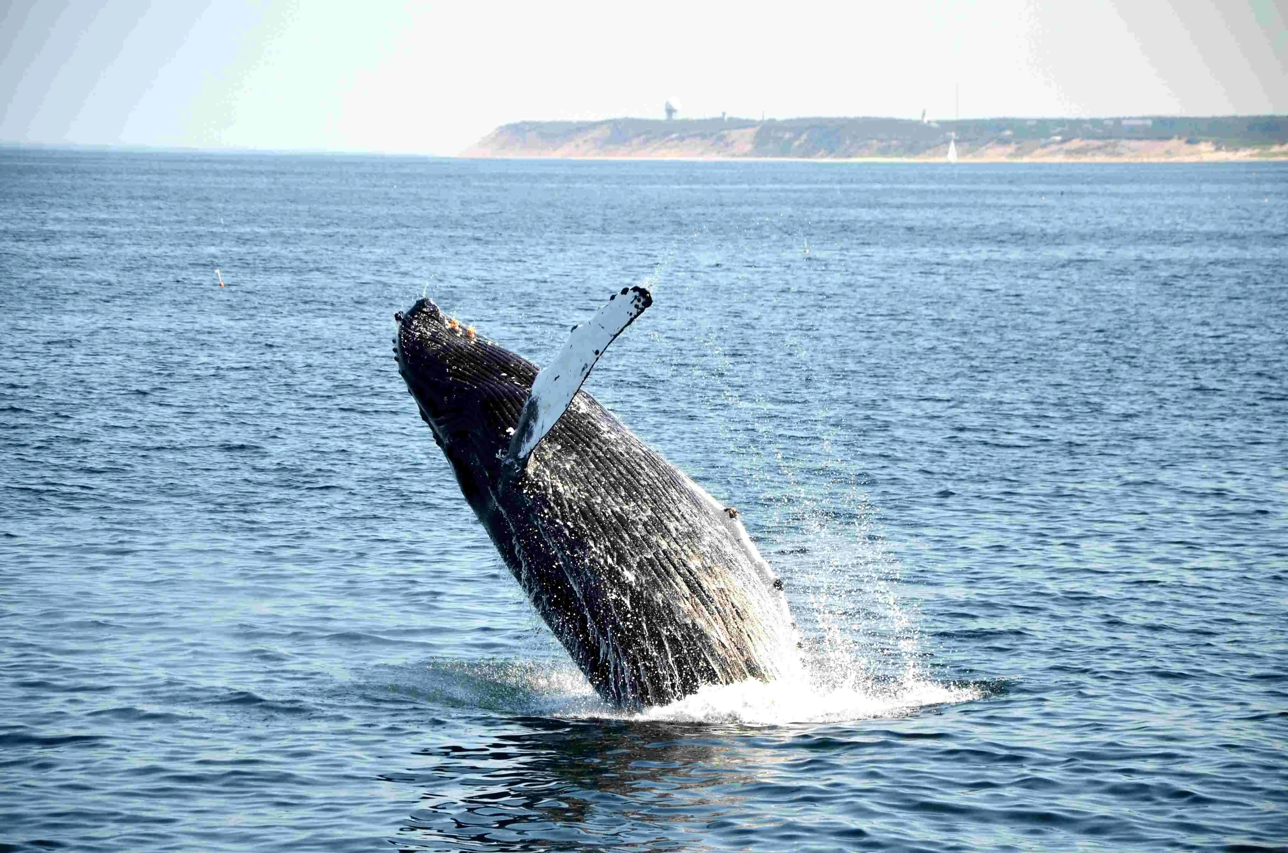 Whale watching