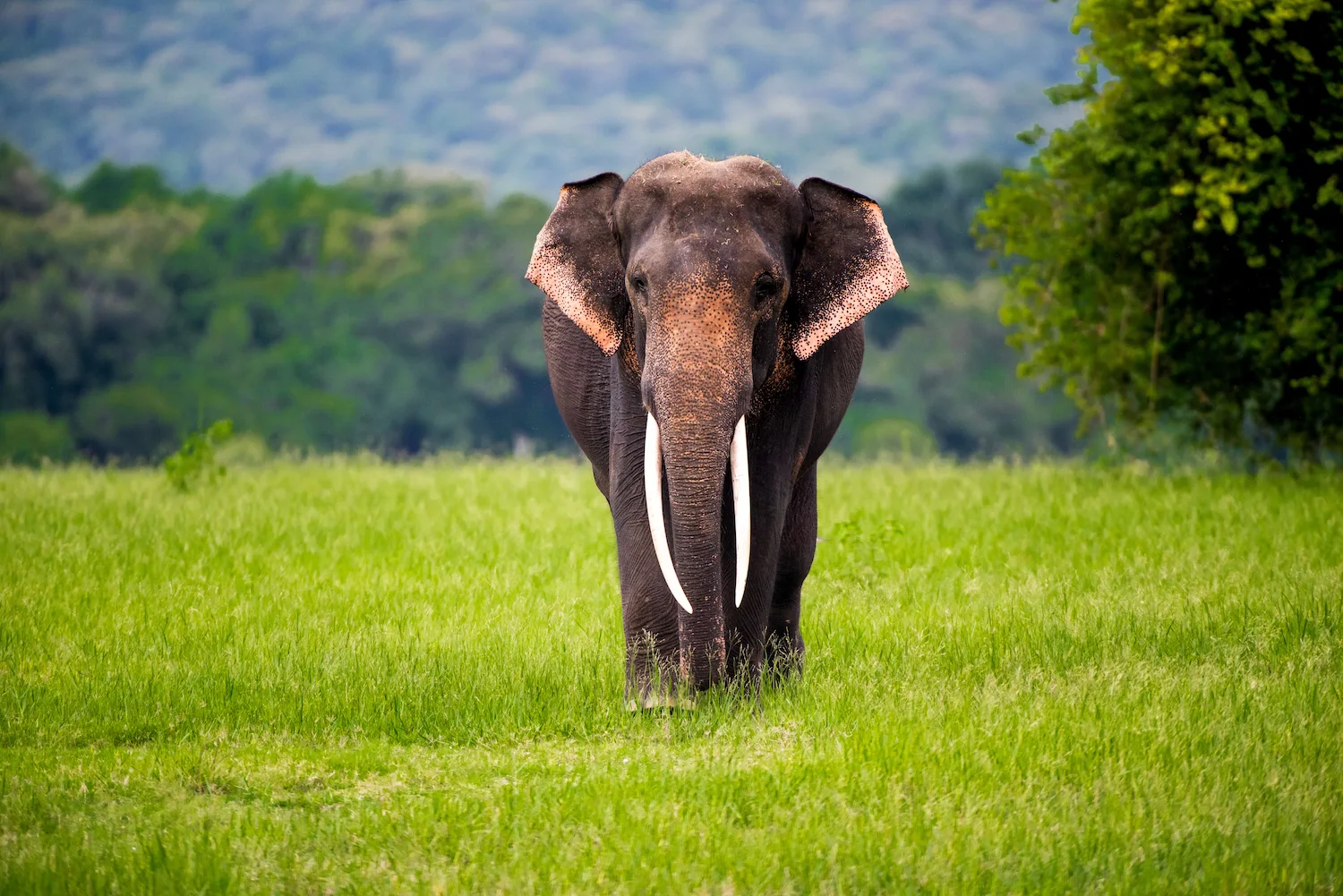 Sri Lanka Scenic